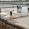 Muối tại xã Điền Hải, huyện Đông Hải bị thiệt hại do mưa trái mùa. (Ảnh: Phan Thanh Cường/TTXVN)
