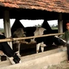 Chăm đàn bò sữa ở Nghệ An. (Ảnh: Lan Xuân/TTXVN)