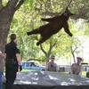 Chú gấu được tiêm thuốc mê và ngã từ trên cây xuống tấm đệm. (Nguồn: Internet)