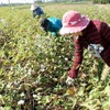 Nông dân huyện Tuy An, Phú Yên đang thu hoạch bông vải. (Ảnh: Thế Lập/TTXVN)