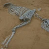 Một hóa thạch gấu túi tìm thấy tại Australia. (Nguồn: sciencealert.com.au)