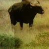 Ảnh chụp chú bò rừng gần khu vực đường lăn sân bay trong chiều muộn ngày 23/7. (Ảnh: Báo Giao thông vận tải)