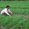 Nông dân vùng cát Hải Lăng (Quảng Trị) chăm sóc ruộng ném. (Ảnh: Hồ Cầu/TTXVN)