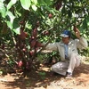 Cán bộ Viện khoa học Kỹ thuật Nông nghiệp Tây Nguyên kiểm tra, theo dõi sự phát triển của giống cacao mới. (Ảnh: Phương Hoa/TTXVN)