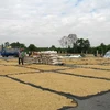 Phơi lúa sau thu hoạch tại Thị trấn Tịnh Biên, huyện Tịnh Biên. (Ảnh: Vương Thoại Trung- /TTXVN)