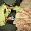 Gỗ sưa bị lâm tặc đốn hạ tại Quảng Bình. (Nguồn: Giadinh.net.vn)