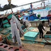 Cá mập bị cắt vây tại cảng Benoa, Bali, Indonesia. (Nguồn: AFP/TTXVN)