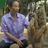 Củ khoai mật nặng 18kg. (Ảnh: Nguyễn Đức/Vietnam+)