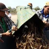 Thu hoạch nuôi tôm công nghiệp tại huyện Đầm Dơi, tỉnh Cà Mau. (Ảnh: Duy Khương/TTXVN)