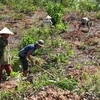 Công nhân Công ty Lâm nghiệp Đô Lương (Nghệ An) tổ chức trồng rừng vụ Thu. (Ảnh: Nguyễn Văn Nhật/TTXVN)