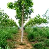Cây cao su, cây xóa đói giảm nghèo của tỉnh Atapeu. (Ảnh: Hoàng Chương/Vietnam+)