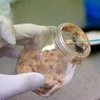 Xét nghiệm ADN nhằm phát hiện thịt ngựa giả thịt bò. (Nguồn: AFP/TTXVN)