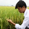 Nông dân tỉnh Quảng Trị xem lúa giống tại trại giống xã Hải Tân, huyện Hải Lăng. (Ảnh: Hồ Cầu/TTXVN)