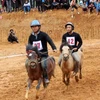 Đua ngựa thồ ở Khau Vai. (Ảnh: Đỗ Bình/Vietnam+)