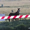 Một con ngựa ở Queensland. (Nguồn: AFP)