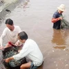 Người dân nuôi tôm cua ở Kiên Giang. (Ảnh: Lê Sen/Vietnam+)