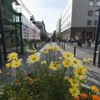 Đường phố Reykjavík, thủ đô Iceland. (Nguồn: AFP)