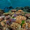Rạn san hô Great Barrier Reef. (Nguồn: nationalgeographic.com)