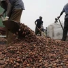 Công nhân chuyển cacao tại cảng Abidjan, nơi 80% hàng hóa xuất khẩu của Cote d'Ivoire được vận chuyển qua đây. (Nguồn: AFP/TTXVN)
