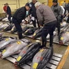 Các tay buôn cá chọn những con cá ngừ tại chợ cá Tsukiji. (Nguồn: AFP/TTXVN)