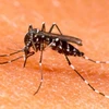 Muỗi Aedes aegypti. (Nguồn: Internet)
