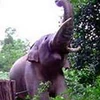 Con voi rừng ngà lệch từng làm sập nhà dân và phá hoại hoa màu. (Nguồn: Internet)