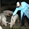 Tiêm thuốc phòng bệnh tai xanh ở lợn tại huyện Lương Tài, Bắc Ninh . (Ảnh: Trần Tuấn/TTXVN) 