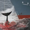 Tàu săn cá voi của Nhật Bản tại Nam Cực. (Nguồn: AFP)