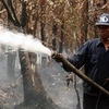 Tập trung dập lửa trong một vụ cháy rừng ở Công ty lâm nghiệp U Minh hạ. (Ảnh: Lê Huy Hải/TTXVN)