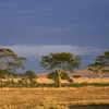 Dự án "Vành đai xanh" sẽ là giải pháp hữu hiệu chống lại sự sa mạc hóa châu Phi. (Nguồn: National Geographic)