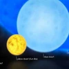 Ảnh minh họa độ lớn của R136a1 (màu xanh) với mặt trời (màu vàng). (Nguồn: AFP)