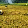 Các vựa lúa ở châu Á đối mặt với nguy cơ giảm sản lượng. (Nguồn: Hoàng Hải/TTXVN)