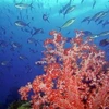 Nhiều loài sinh vật sống dưới vùng biển sâu Indonesia. Ảnh minh họa. (Nguồn: Internet)