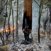 Cháy rừng tại làng Zdorovie, cách thủ đô Matxcơva 60km về phía đông. (Nguồn: AFP/TTXVN)