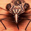 Loại bọ xít hút máu gây bệnh Chagas hay còn gọi là bệnh Trypanosomiasis châu Mỹ. (Nguồn: Internet)