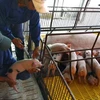 Tiêm vắcxin phòng dịch tai xanh cho đàn lợn giống ở Thái Bình. (Ảnh: Đình Huệ/TTXVN)