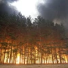 Các vụ cháy rừng lại bùng phát ở Nga. (Nguồn: AFP/TTXVN)