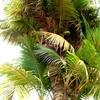 Một cây dừa có nhều ngọn. Ảnh minh họa. (Nguồn: Internet)