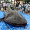 Con cá voi nhám nặng 4 tấn được ngư dân Bạc Liêu bắt được. (Ảnh: Huỳnh Sử/TTXVN)