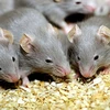 Hoạt động trong ánh sáng 24/24 giờ khiến chuột ăn nhiều thức ăn hơn. (Nguồn: Internet)