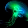Tế bào phát sáng của sứa có thể giúp chẩn đoán ung thư ở người. (Nguồn: Internet)
