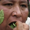 Lá coca được coi là vật linh thiêng đối với văn hóa của Peru và Bolivia. (Nguồn: daylife.com)