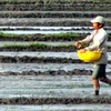 Gieo sạ lúa vụ Đông Xuân 2010-2011 tại Đồng bằng sông Cửu Long. (Ảnh: Duy Khương/TTXVN)