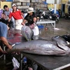 Sơ chế cá ngừ đại dương tại Phú Yên. (Ảnh: Ly Kha/TTXVN)