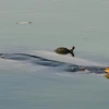 Rùa tai đỏ xuất hiện trên lưng cụ rùa Hồ Gươm. (Nguồn: VnExpress)