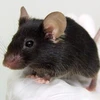 Một con chuột biết hót do các nhà nghiên cứu của Đại học Osaka lai tạo. (Ảnh: AFP)