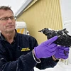 Xác một con quạ gáy xám được tìm thấy tại Thụy Điển hôm 5/1. (Nguồn: AP)