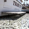 Xác cá mòi chết dày đặc ở bến tàu bờ biển Redondo, California. (Nguồn: Dailymai)