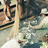 Khai thác cá đồng tại U Minh Hạ. (Nguồn: Internet)