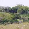Quốc tế chú trọng việc bảo vệ rừng châu Phi. (Nguồn: Internet)
